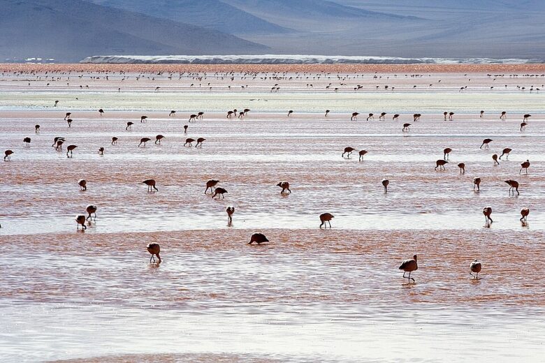 Flamingos andinos na Laguna Colorada, Bolívia