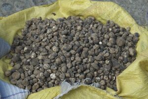 Chuño, batata andina desidratada por técnica ancestral de liofilização natural
