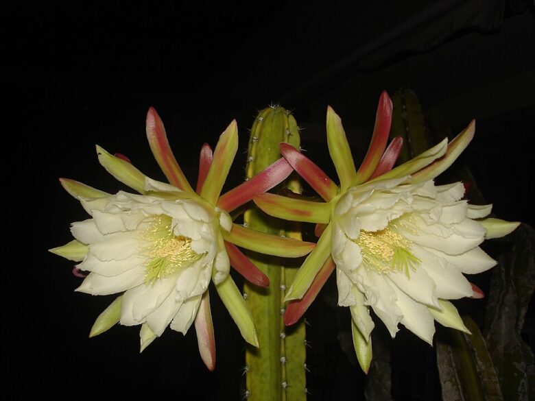 Flor branca do mandacaru (Cereus jamacaru), cacto símbolo da caatinga nordestina