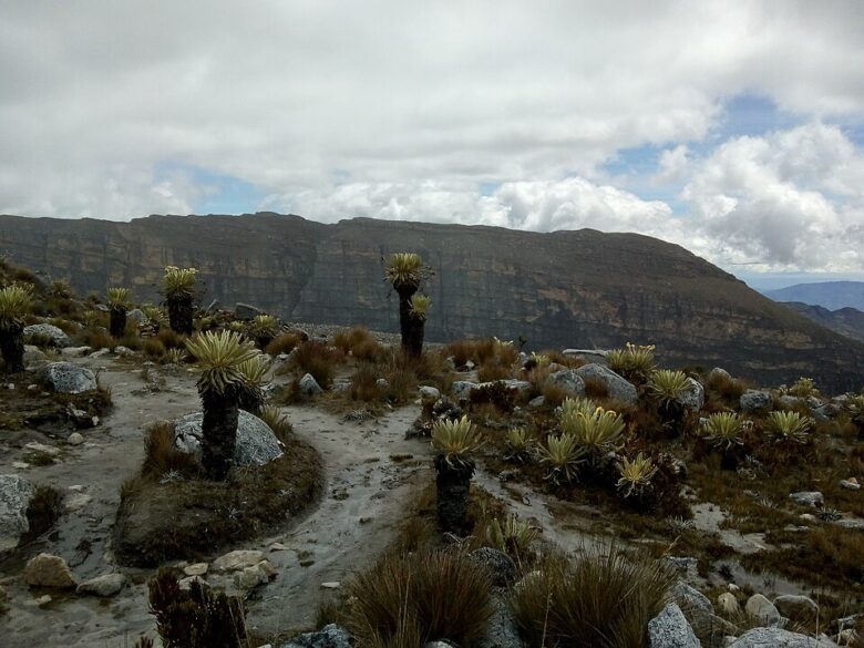 Floresta andina e picos nevados do Parque Nacional Natural El Cocuy, Colômbia